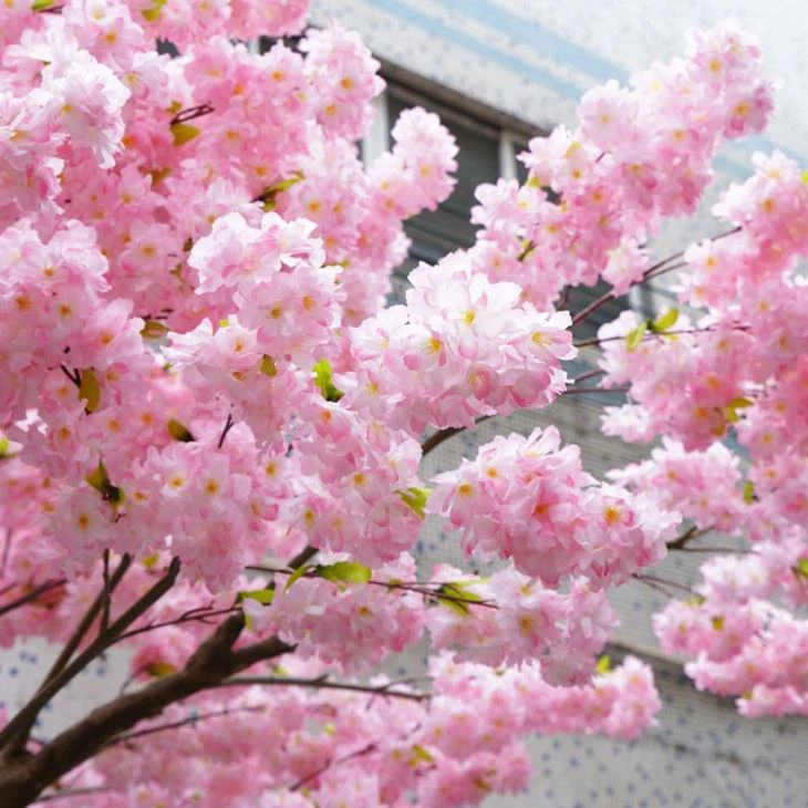 4m Tall Light Pink Cherry Blossom Tree