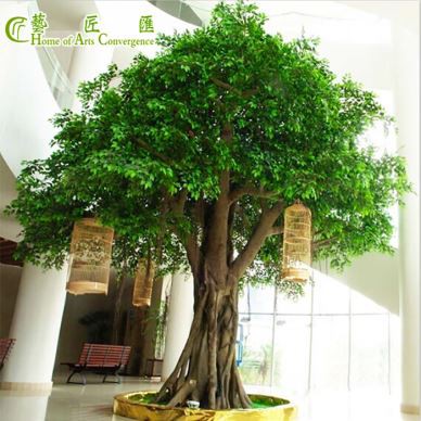 Árvore de Ficus ao ar livre